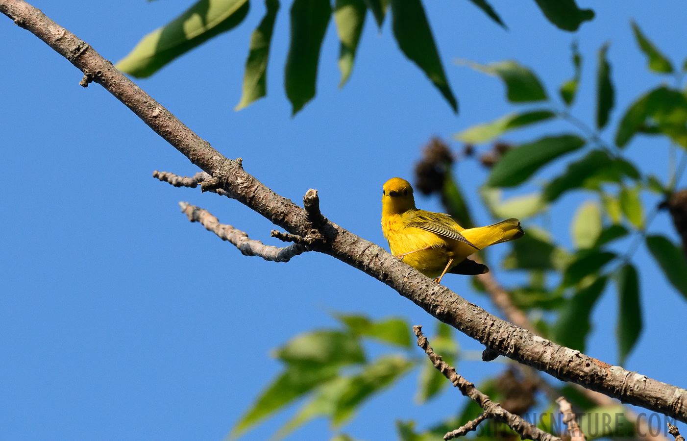 Setophaga petechia [400 mm, 1/3200 sec at f / 7.1, ISO 1600]